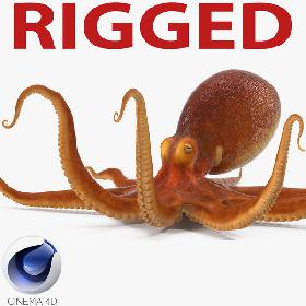 Common Octopus Rigged for Cinema 4D